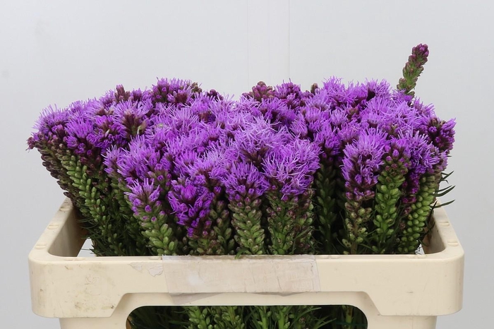<h4>Liatris Spicata</h4>