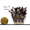 Hibis Tr Merlot