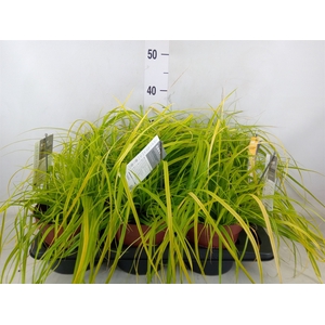 Carex oshimensis 'Everco Everillo'