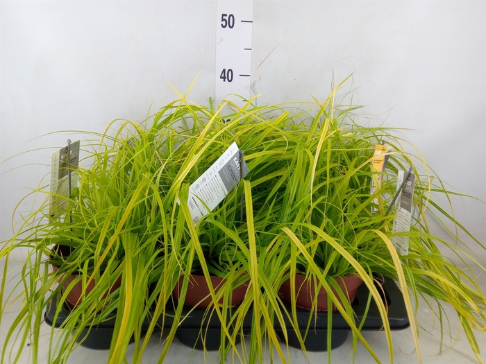 <h4>Carex oshimensis 'Everco Everillo'</h4>