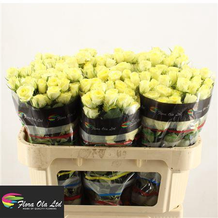 <h4>R Tr Wedding Invite</h4>