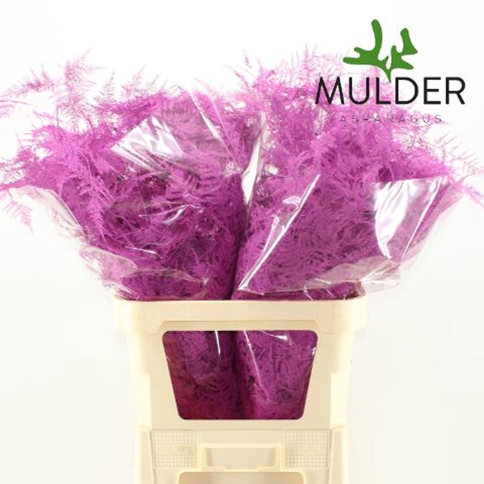<h4>Asparagus DYED Fuchsia</h4>