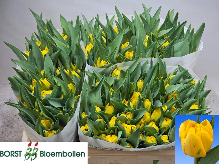 <h4>TU DU SUNSPOT</h4>