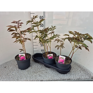 PAEONIA L SARAH BERN