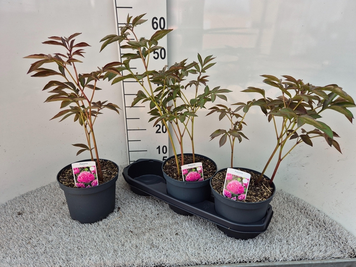 <h4>PAEONIA L SARAH BERN</h4>