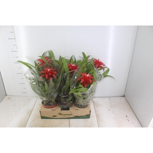 GUZMANIA VERMELHA P12