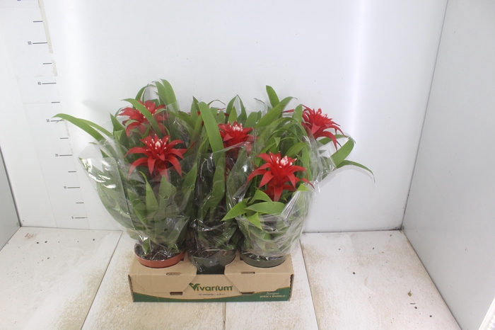 <h4>GUZMANIA VERMELHA P12</h4>