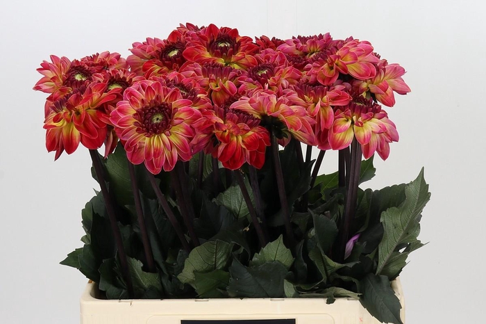 Dahlia Dancing Don