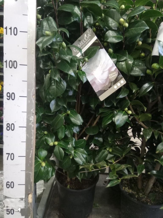 <h4>Camellia japonica</h4>