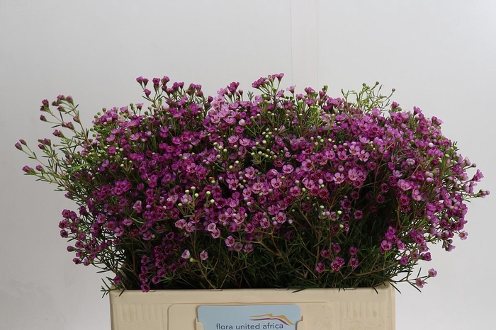 Chamelaucium Jupiter