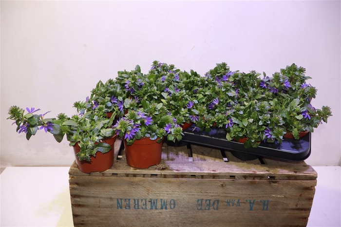 <h4>Scaev A Blue Fan</h4>