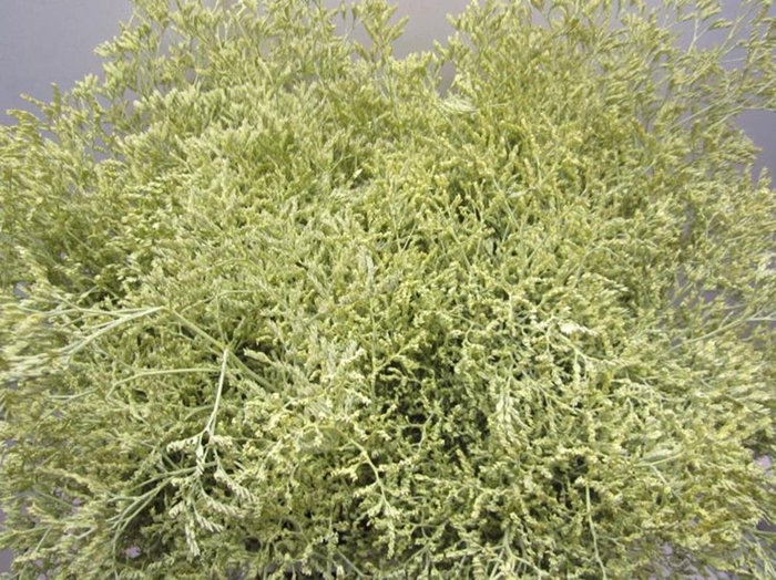 <h4>Lim G Creme</h4>