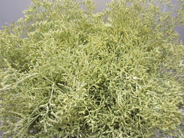 <h4>Lim G Creme</h4>