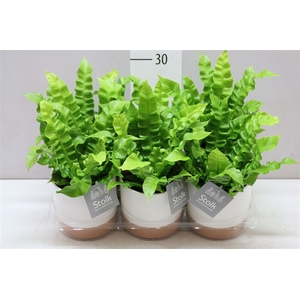 Asplenium Crispy Wave Milou Keramiek