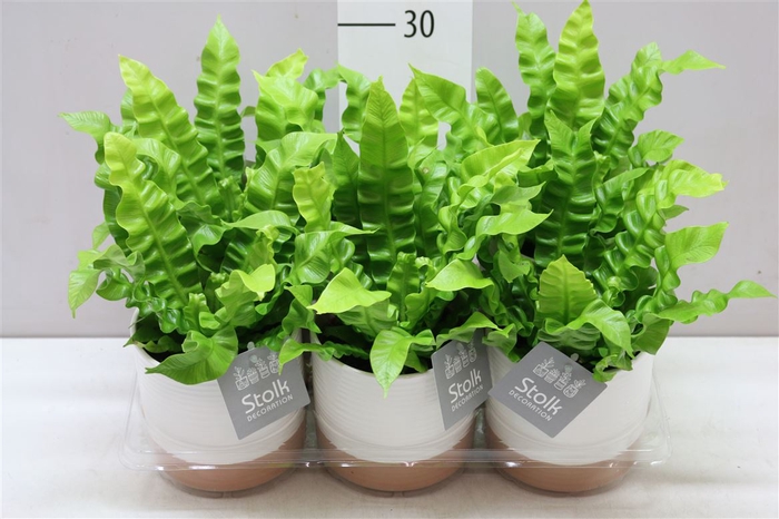 <h4>Asplenium Crispy Wave Milou Keramiek</h4>