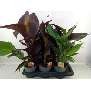 Canna  'Cannova'   ...mix