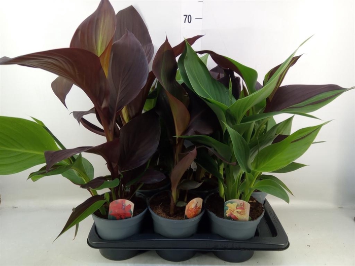 <h4>Canna  'Cannova'   ...mix</h4>