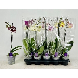 PHAL GEM