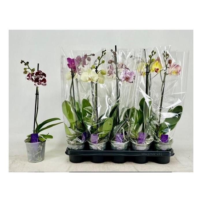 <h4>PHAL GEM</h4>