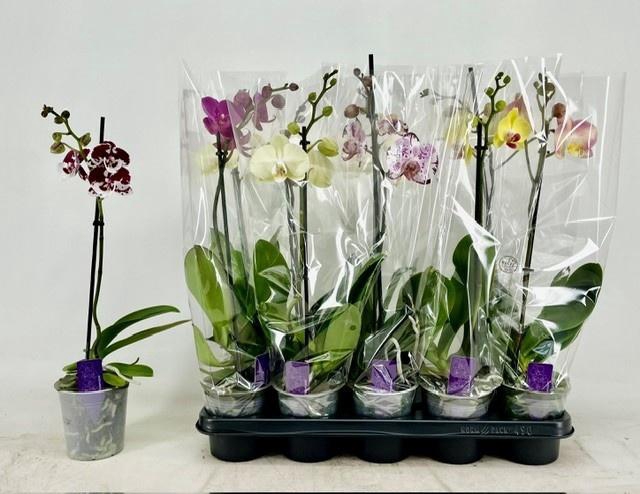 PHAL GEM