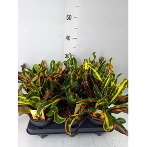 Codiaeum var. GR 'Mammi'