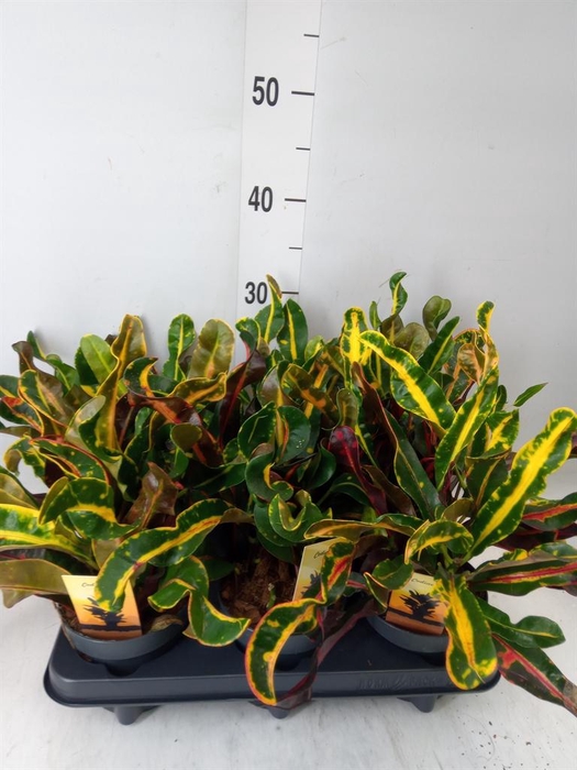 <h4>Codiaeum var. GR 'Mammi'</h4>