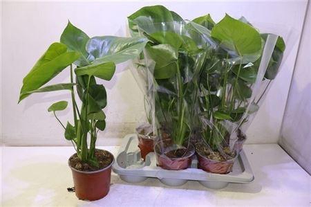 Monstera Deliciosa
