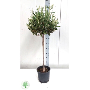 OLEA EUROPAEA