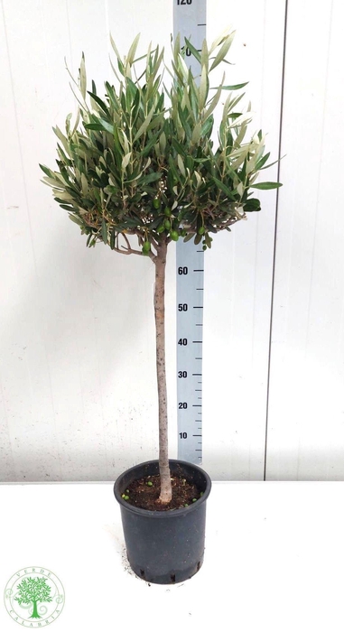 <h4>OLEA EUROPAEA</h4>