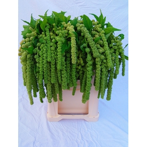 Amaranthus Hang Cycloop Koot