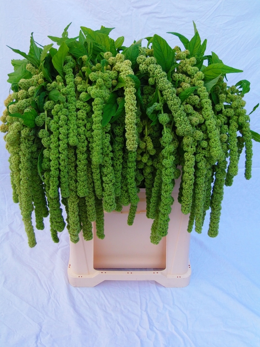 <h4>Amaranthus Hang Cycloop Koot</h4>