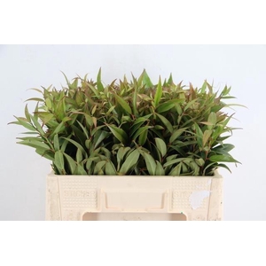 LEUCOTHOE FONT RAINB