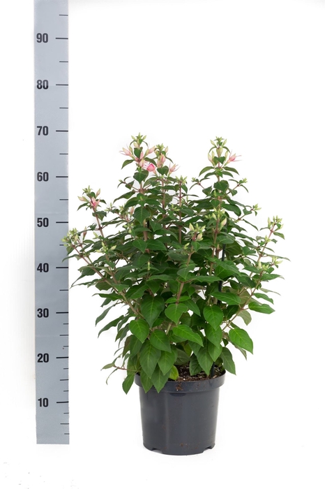 <h4>Fuchsia  'Walz Jubelteen'</h4>