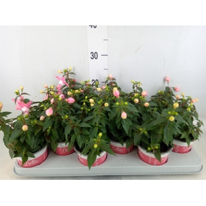 Fuchsia 'Bella Fuchsia Mariska'