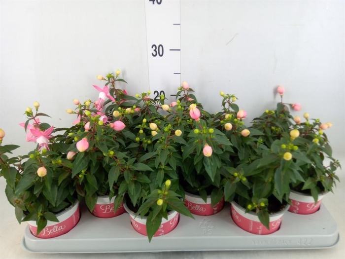 <h4>Fuchsia  'Bella Fuchsia Mariska'</h4>