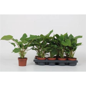 Homalomena rubenscens 'Maggy'