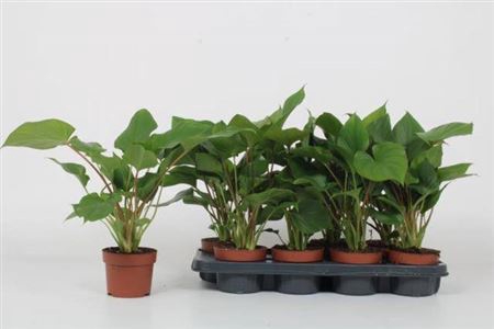 <h4>Homalomena rubenscens 'Maggy'</h4>