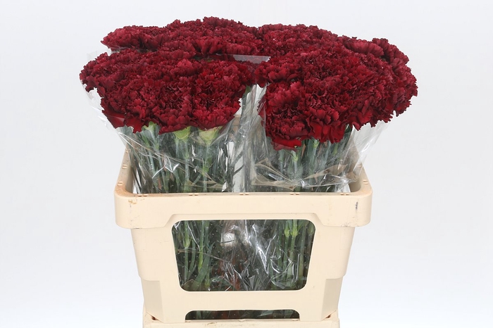 <h4>Dianthus St Junko</h4>