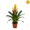 Vriesea Intenso Yellow