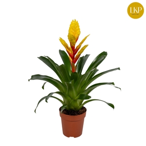 Vriesea Intenso Yellow