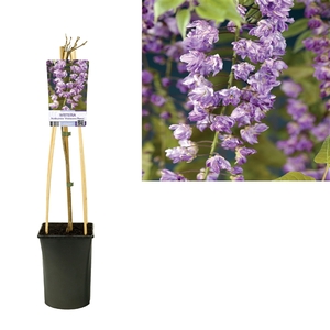 Wisteria floribunda 'Violacea Plena' +light label