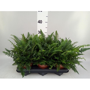 Pteris ...