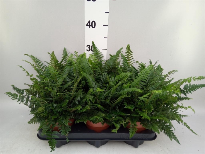 <h4>Pteris   ...</h4>