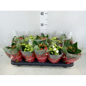 Kalanchoe blos.   ..rosebud mix  2