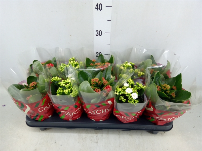 <h4>Kalanchoe blos.   ..rosebud mix  2</h4>