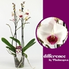 Phalaenopsis grootbloemig 2 tak wit Red Lips