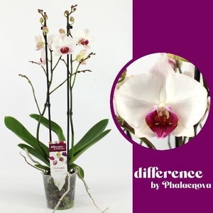 Phalaenopsis grootbloemig 2 tak wit Red Lips