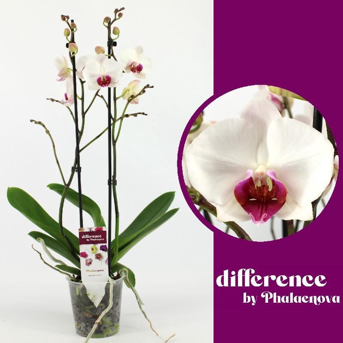 <h4>Phalaenopsis grootbloemig 2 tak wit Red Lips</h4>