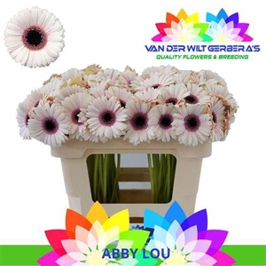 Ge Mi Abby Lou