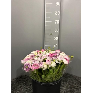 Ran Eleg White Stripes